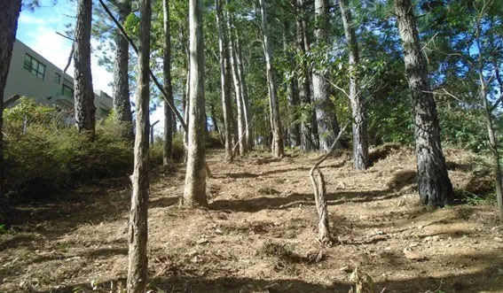 Manutenção de aceiro com limpeza do sub-bosque em talhão