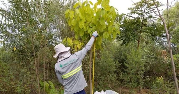 Medição de altura de muda em inventário florestal