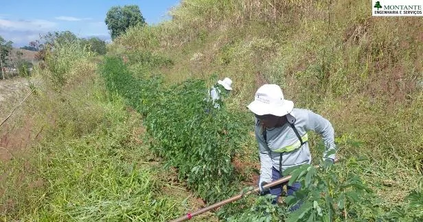 Capina manual na faixa de cortina arbórea implantada
