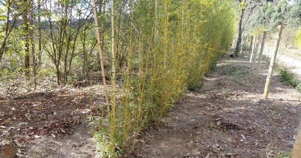 Cortina arbórea consolidada após ciclos de manutenção