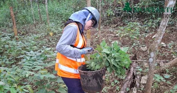 Resgate de indivíduo nativo em área autorizada para supressão
